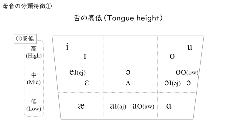 母音を分類するための基準の1つは舌の高低である