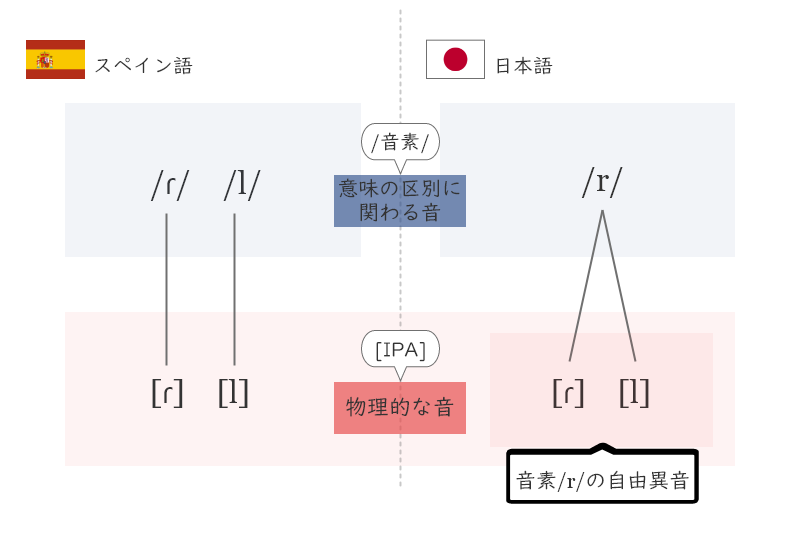 日本語では[ɾ]と[l]は同じ音素に属する自由異音