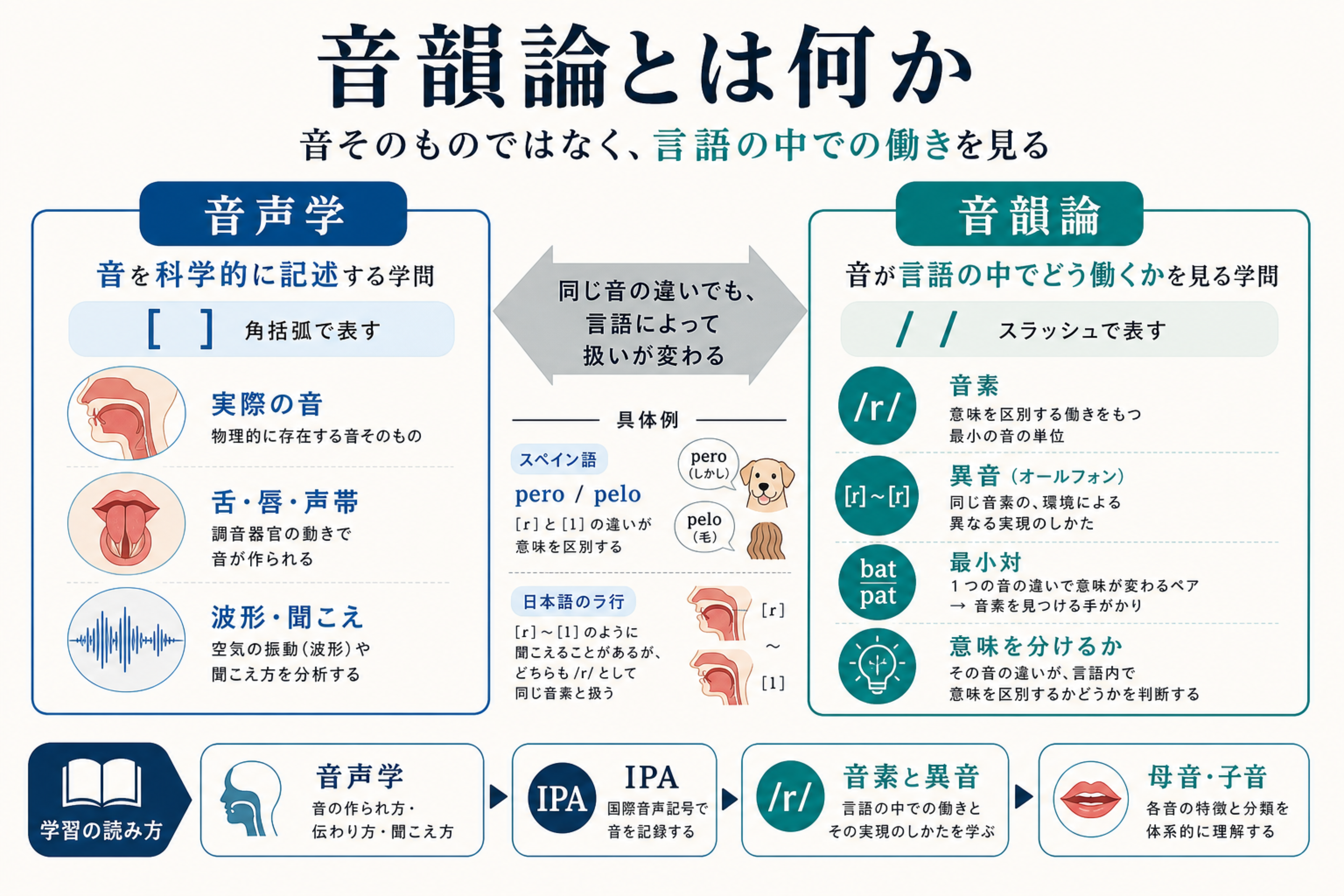 音韻論とは？定義・種類、音声学との違いをわかりやすく簡単に解説