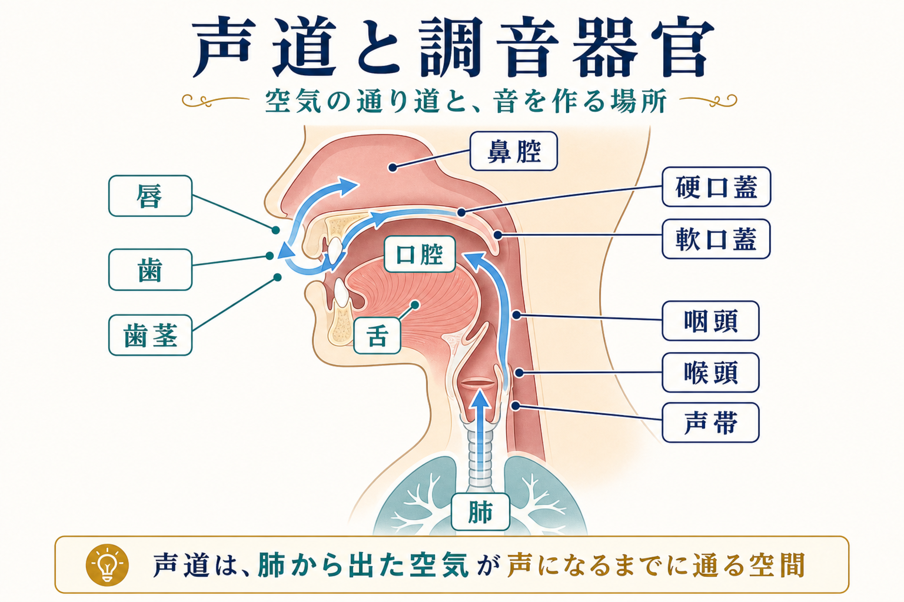 唇、歯、歯茎、硬口蓋、軟口蓋、咽頭、喉頭、声帯、鼻腔などの調音器官と調音部位の位置関係を示す図解