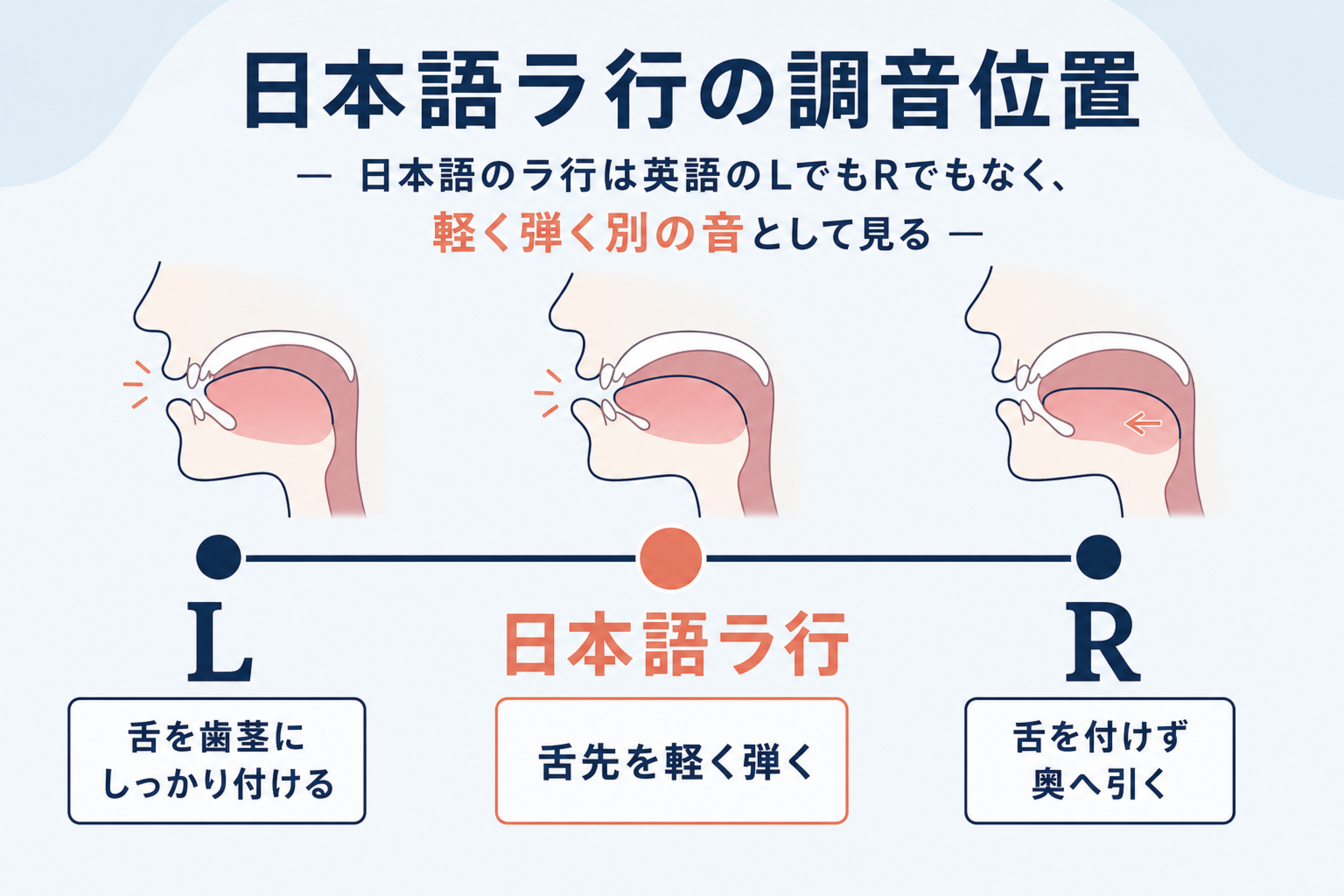 LとRの舌の位置の違いを示す調音の図