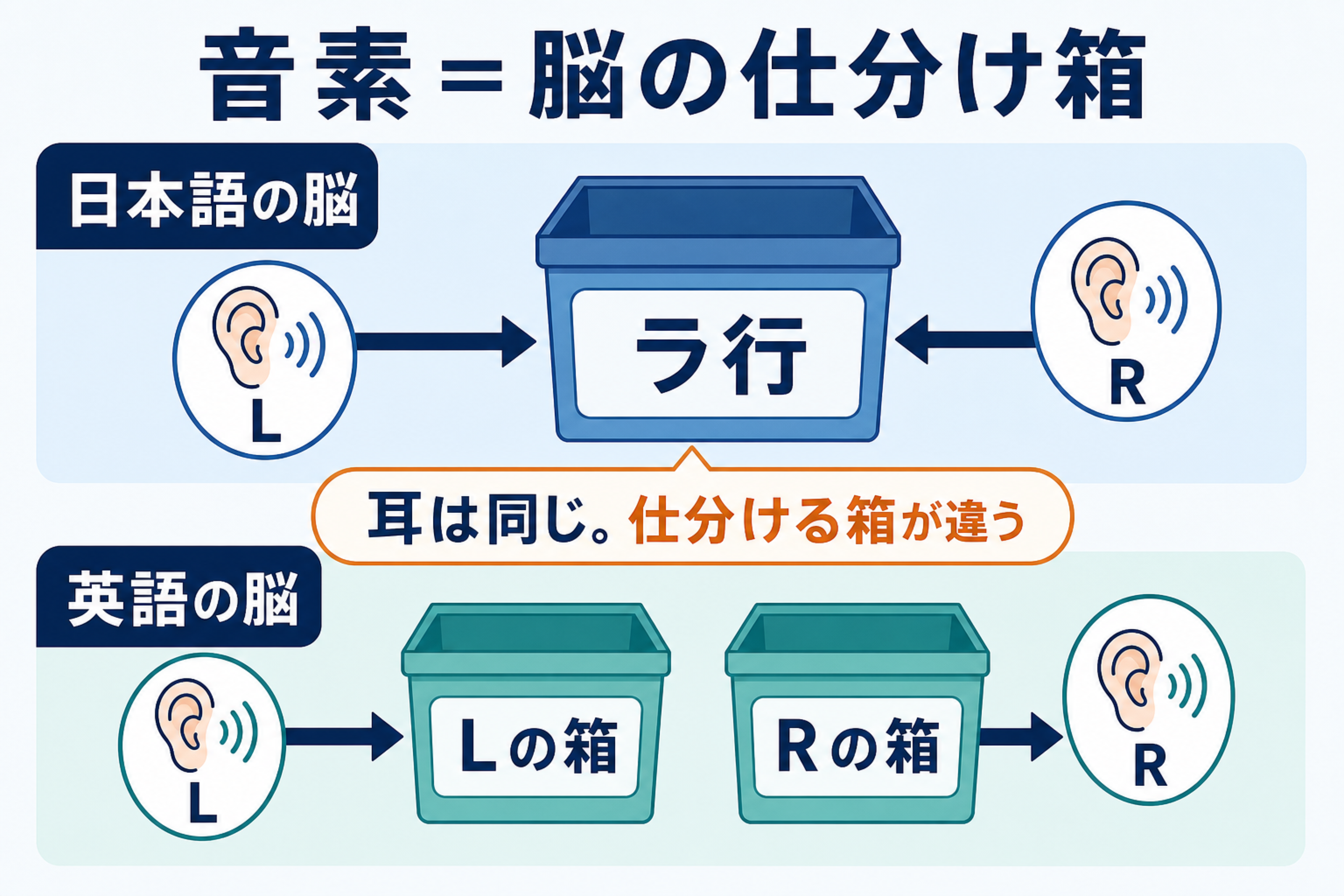 日本語話者がLとRを同じ箱に仕分けることを示す図
