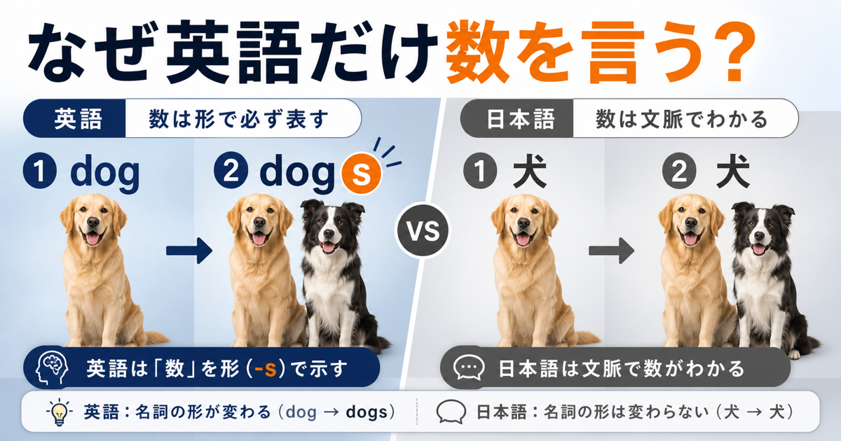 【なぜ】英語は複数形のsを必ず言うのかを示すサムネイル