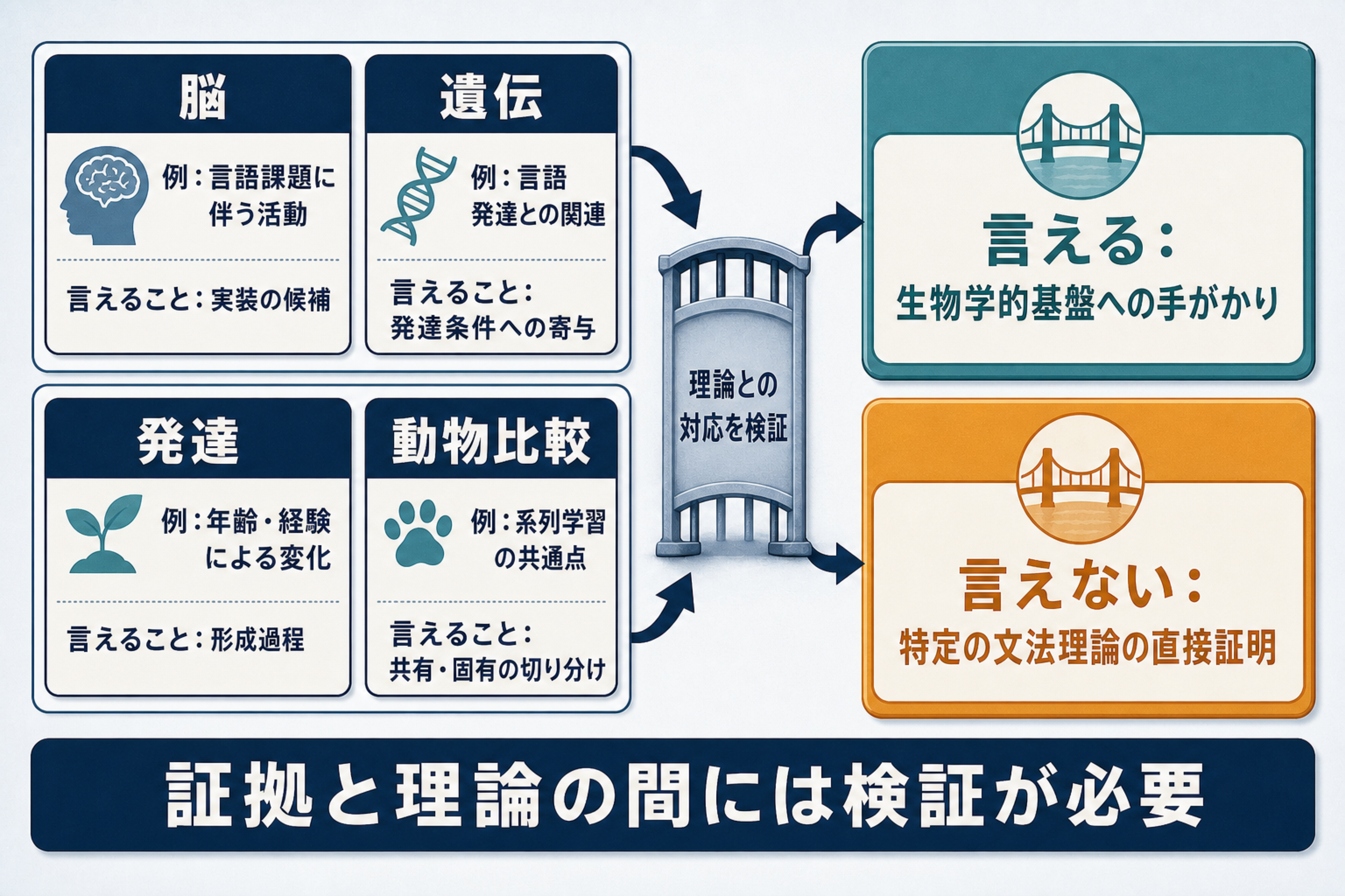 脳、遺伝、発達、動物比較の証拠が言語の生物学的基盤を理解する一方、特定の文法理論を直接証明しないことを示す図