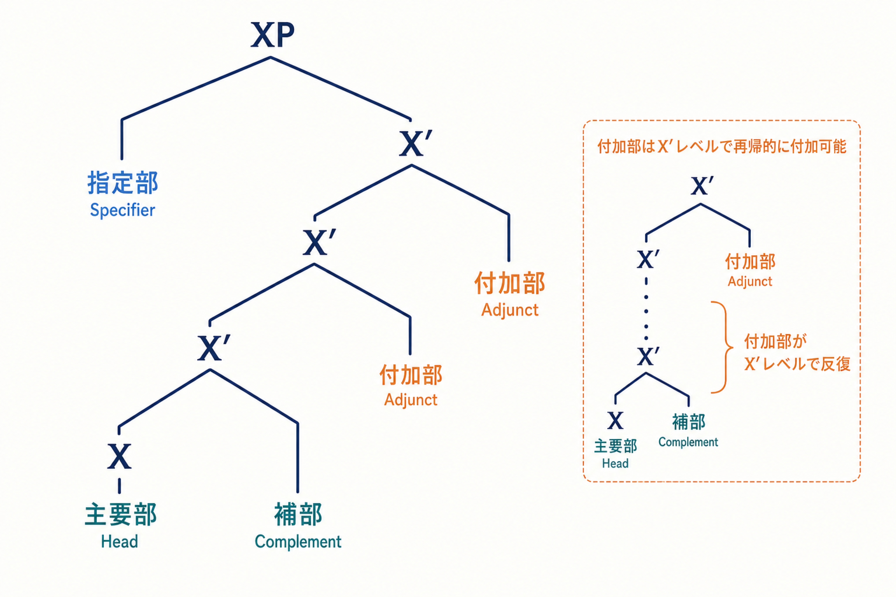 主要部Xと補部がXダッシュを作り、付加部がXダッシュに反復付加し、指定部がXPの外縁に置かれるXバー構造図